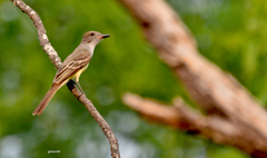 Myiarchus swainsoni