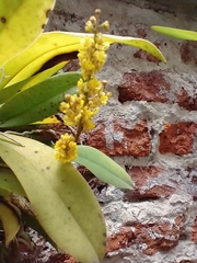 Trichocentrum pumilum