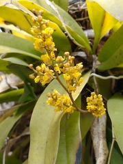 Trichocentrum pumilum