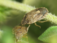 Sciocoris maculatus