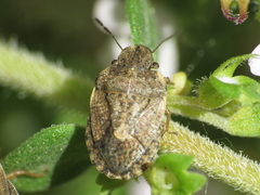 Sciocoris maculatus