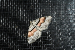 Xanthorhoe packardata