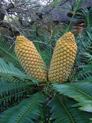 Encephalartos natalensis
