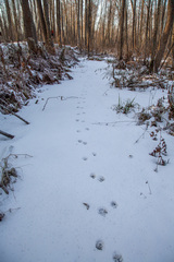 Nyctereutes procyonoides