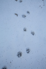 Nyctereutes procyonoides