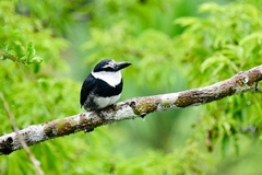 Notharchus hyperrhynchus