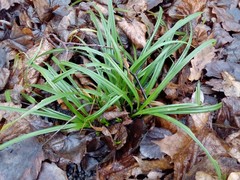 Carex sylvatica sylvatica