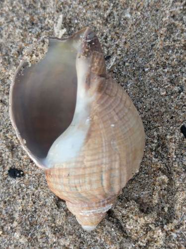 Common Whelk, Noordwijk, Zuid-Holland, Netherlands, photo 6 of 10