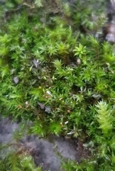Fissidens incurvus
