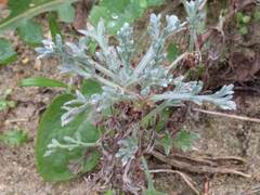 Artemisia campestris maritima