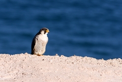 Falco peregrinus brookei