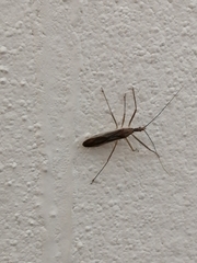 Zelus cervicalis