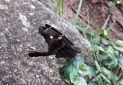 Chioides