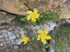 Hypericum connatum