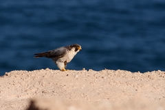 Falco peregrinus brookei