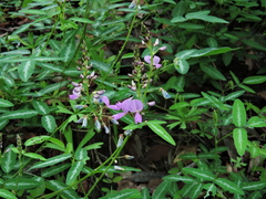Desmodium batocaulon