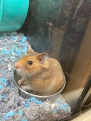 Mesocricetus auratus