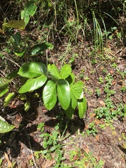 Hymenaea courbaril