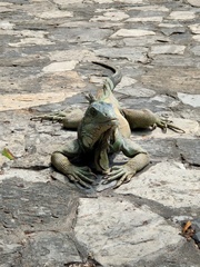 Iguana iguana