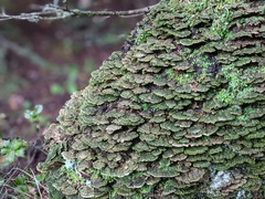 Cerrenaceae