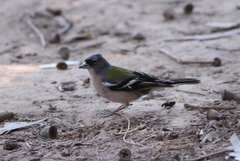 Fringilla coelebs africana