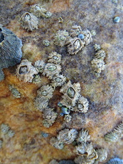 Chthamalus dentatus