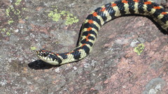 Elegant Ground Snake photo 2