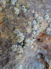 Chthamalus dentatus