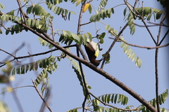 Leptocoma