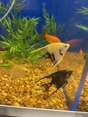 Pterophyllum