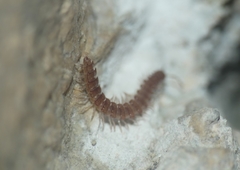Polydesmus testaceus