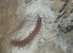 Polydesmus testaceus