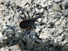 Dipetalogaster maximus