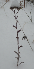 Achillea millefolium borealis