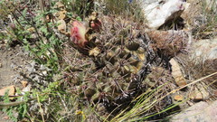 Gymnocalycium reductum