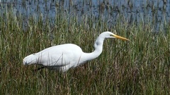 Ardea alba