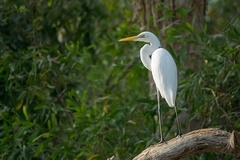 Ardea alba