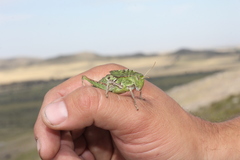 Alcamenes granulatus