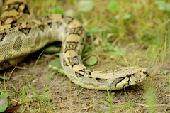 Boa constrictor ortonii