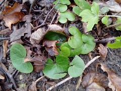 Asarum europaeum europaeum