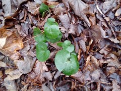 Asarum europaeum europaeum