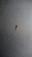 Triodia sylvina