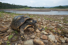 Chelonoidis denticulatus