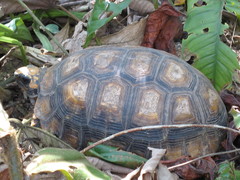 Chelonoidis denticulatus