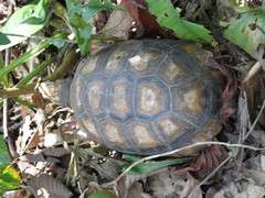 Chelonoidis denticulatus