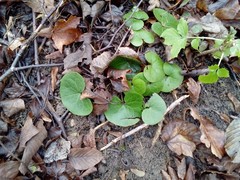 Asarum europaeum europaeum