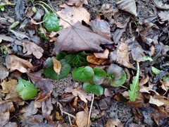 Asarum europaeum europaeum