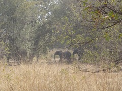 Loxodonta