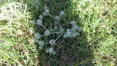 Eryngium nudicaule