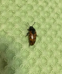 Pselaphacus signatus